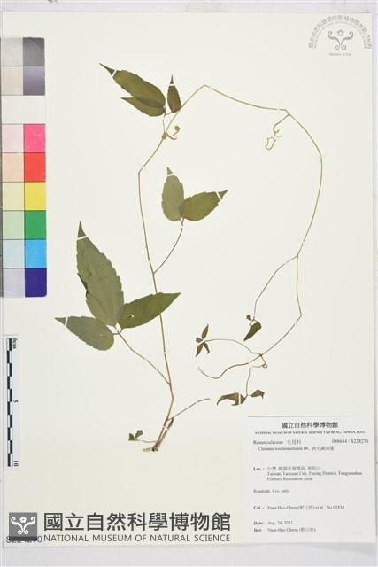 銹毛鐵線蓮藏品圖，第1張