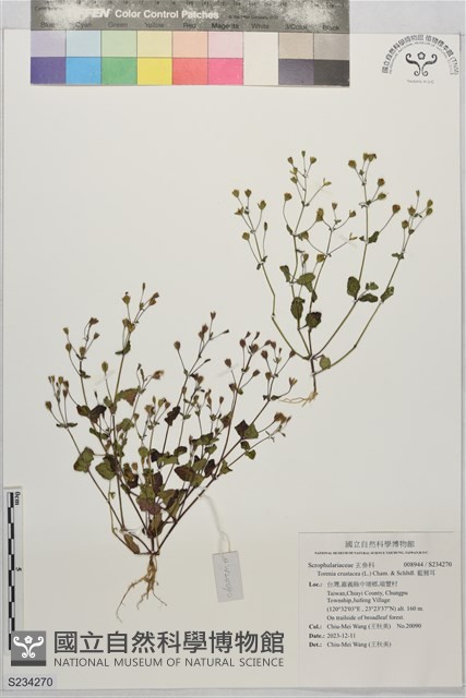 藍豬耳藏品圖，第1張