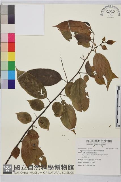 桶鉤藤藏品圖，第1張