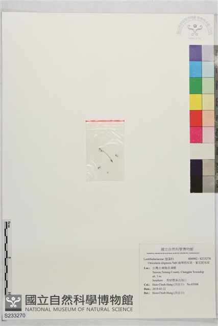 齒萼挖耳草、紫花挖耳草藏品圖，第1張