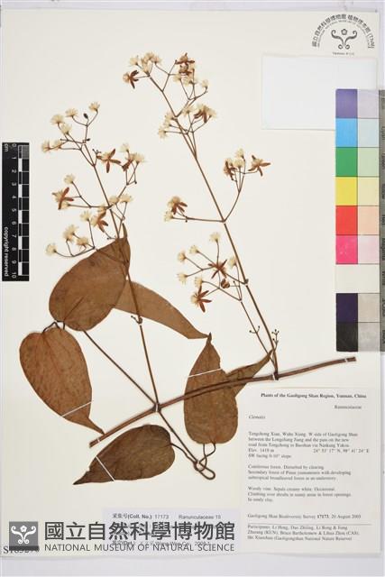 祿勸木通藏品圖，第1張