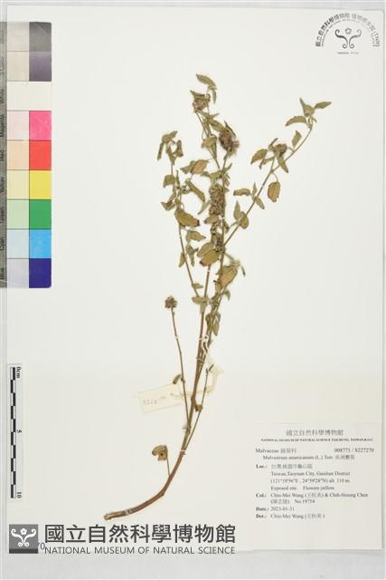 Accession Number:S227270 Collection Image