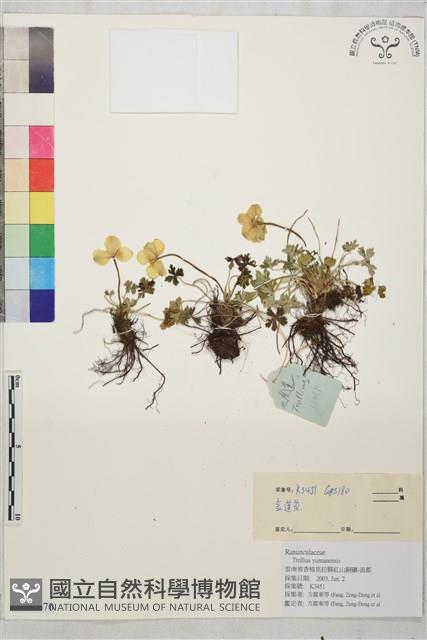 雲南金蓮花藏品圖，第1張