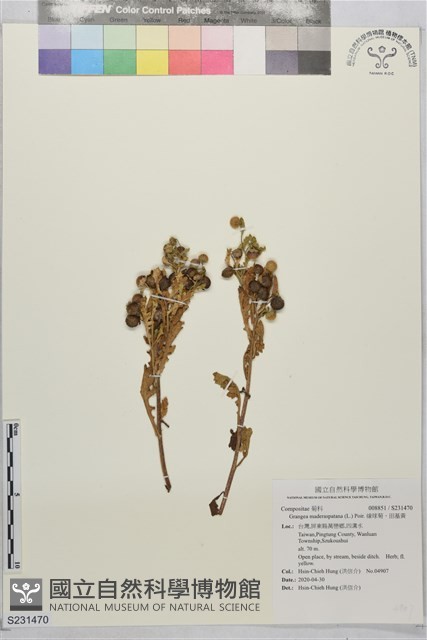 線球菊、田基黃藏品圖，第1張