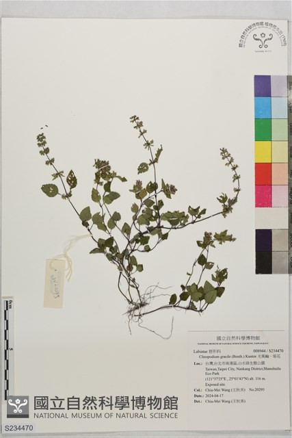 光風輪、塔花藏品圖，第1張