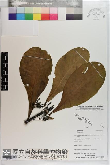 草海桐、水草藏品圖，第1張