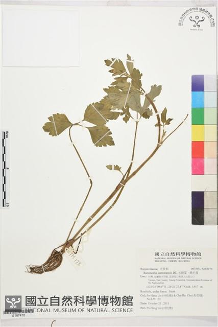 水辣菜、禺毛茛藏品圖，第1張