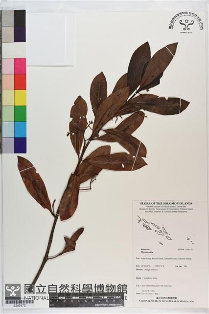 Accession Number:S200170 Collection Image