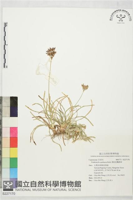 佛焰苞飄拂草藏品圖，第1張