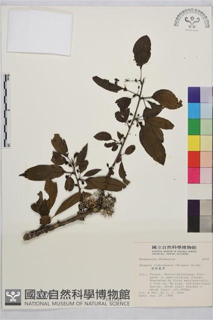 琉球鼠李藏品圖，第1張