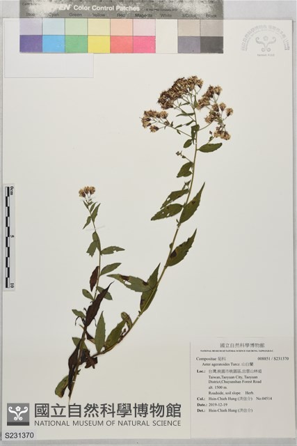 山白蘭藏品圖，第1張