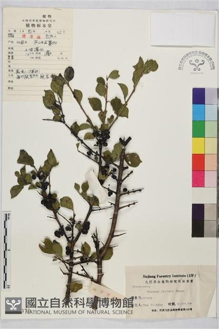 圓葉鼠李藏品圖，第1張