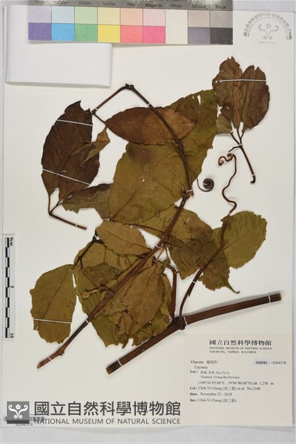 登錄號:S204370藏品圖，第1張