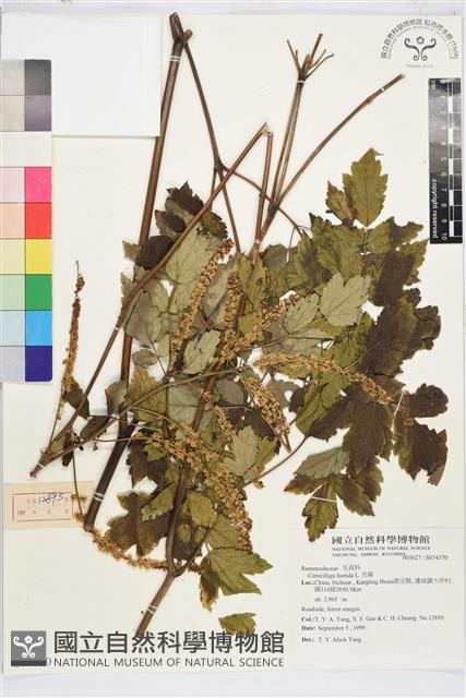 升麻藏品圖，第1張