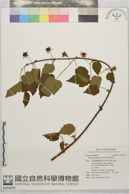 刺萼寒莓藏品圖，第1張