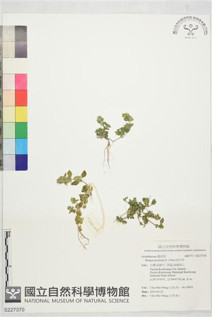 孩兒草藏品圖，第1張