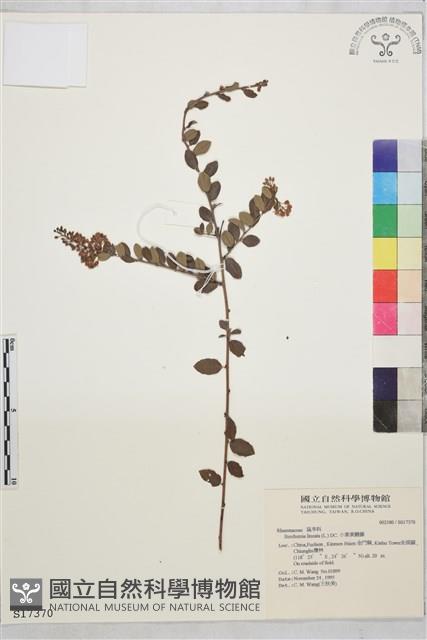 小葉黃鱔藤藏品圖，第2張