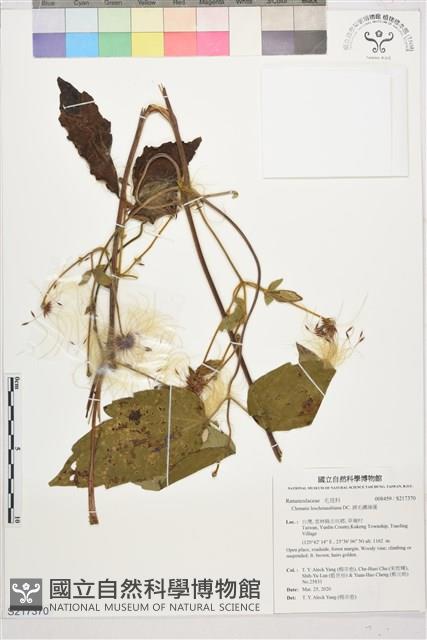 銹毛鐵線蓮藏品圖，第1張