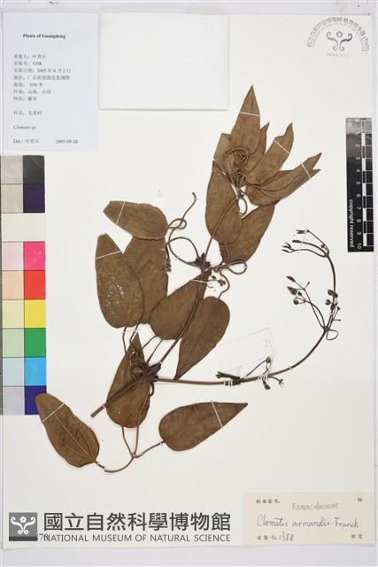 小木通藏品圖，第1張