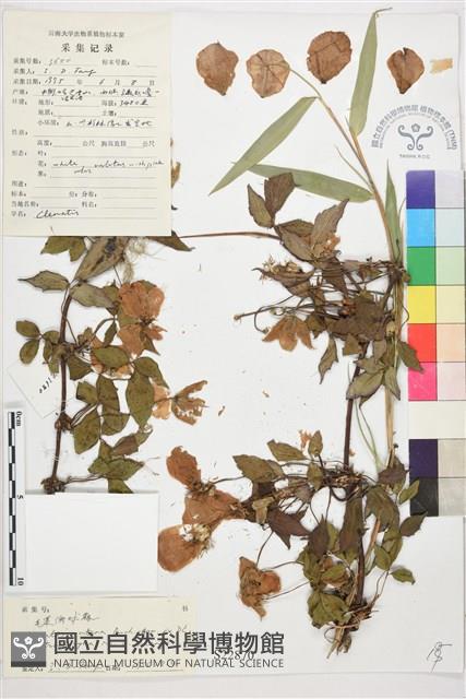 毛果繡球藤藏品圖，第1張