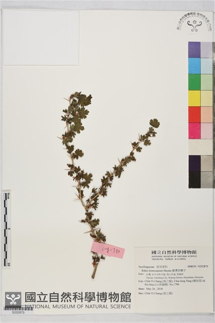 臺灣茶藨子藏品圖，第1張