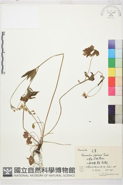 毛茛藏品圖，第1張