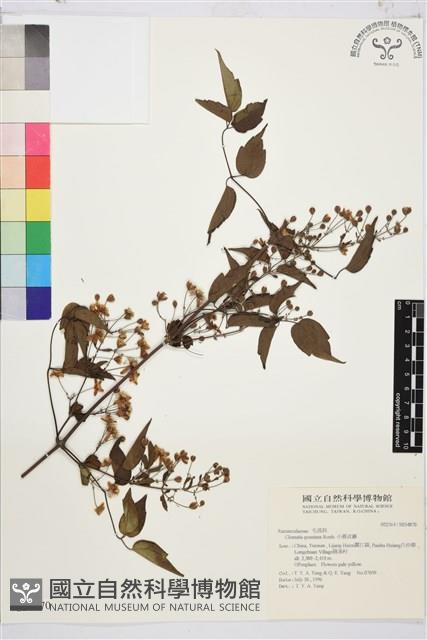 小蓑衣藤藏品圖，第1張