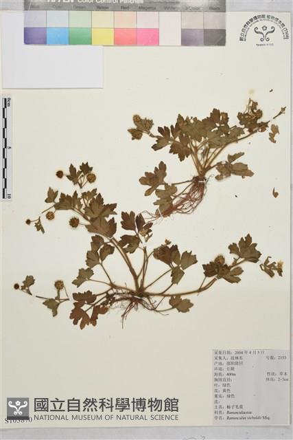 辣子草、揚子毛茛藏品圖，第1張