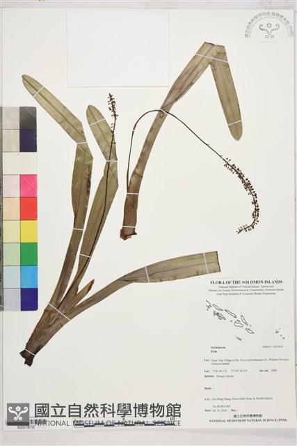 Accession Number:S207870 Collection Image