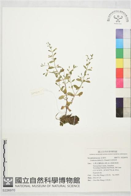 美洲母草藏品圖，第1張