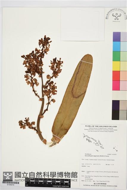 Accession Number:S195970 Collection Image