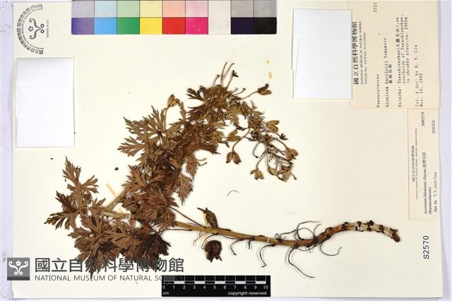 臺灣烏頭藏品圖，第1張