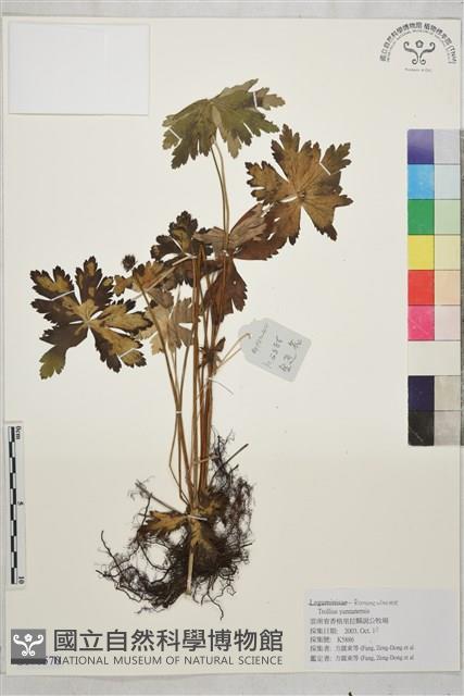 雲南金蓮花藏品圖，第1張