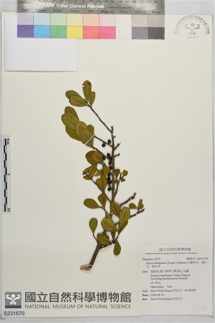 凹葉柃木、濱柃木、翠米茶藏品圖，第1張