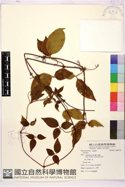 登錄號:S081570藏品圖，第1張