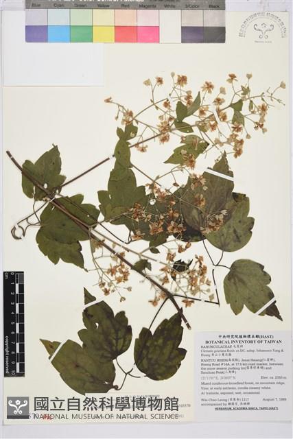 串鼻龍藏品圖，第1張