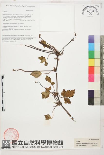 繡球藤藏品圖，第1張