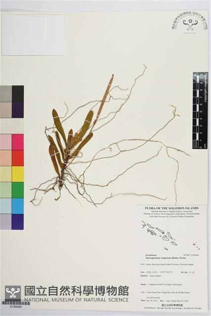 登錄號:S195680藏品圖，第1張