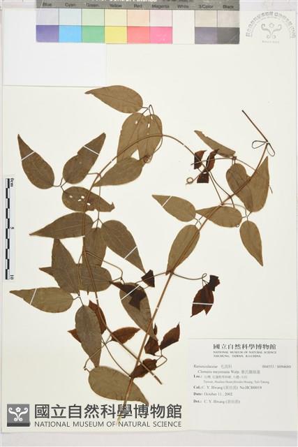 麥氏鐵線蓮藏品圖，第2張