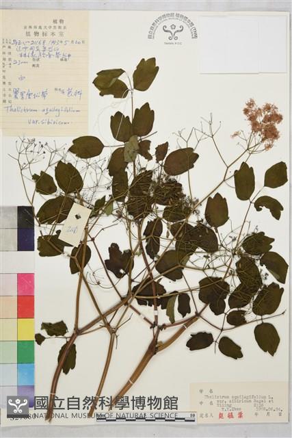 唐松草藏品圖，第1張