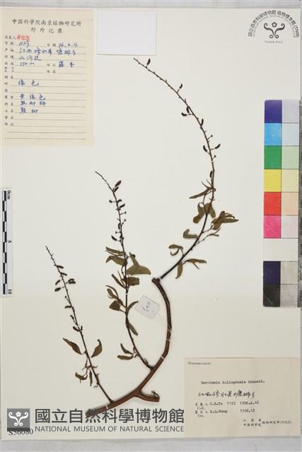 牯嶺勾兒菜, 臺灣黃鱔藤藏品圖，第1張