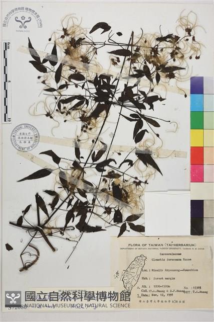 田村氏鐵線蓮藏品圖，第1張