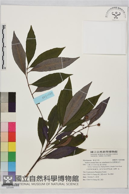 苗栗紫金牛藏品圖，第1張