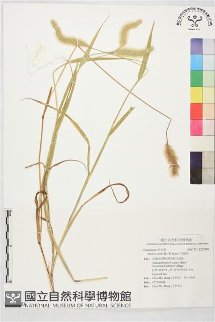 狗尾草藏品圖，第1張
