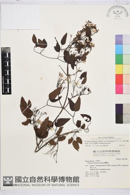 大肚山威靈仙藏品圖，第2張