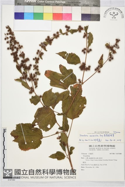 菲島垂桉草藏品圖，第1張