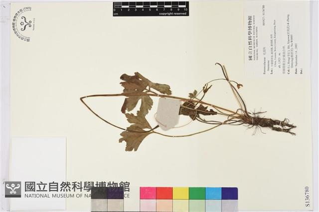 登錄號:S136780藏品圖，第1張