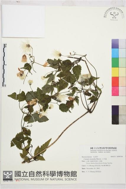 小木通藏品圖，第1張