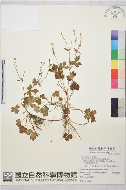 鹿場毛茛藏品圖，第1張