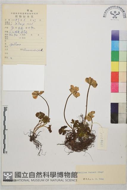 矮金蓮花藏品圖，第1張